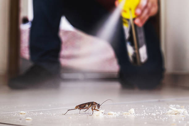Wasp Removal Services in Linwood, PA
